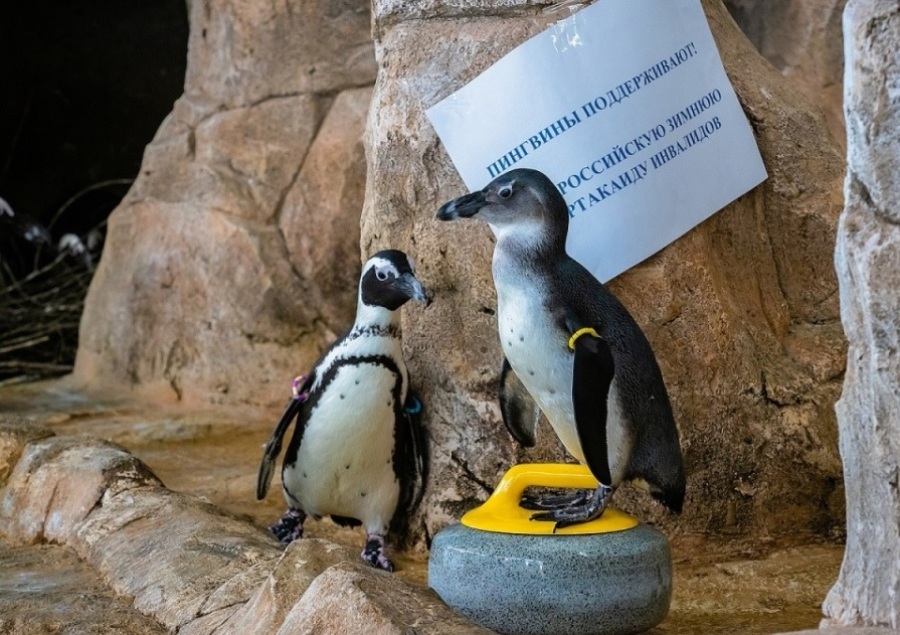 pingviny kerling